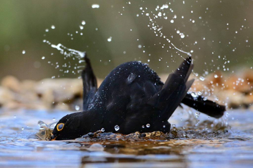 Kos (Turdus merula) med kopanjem