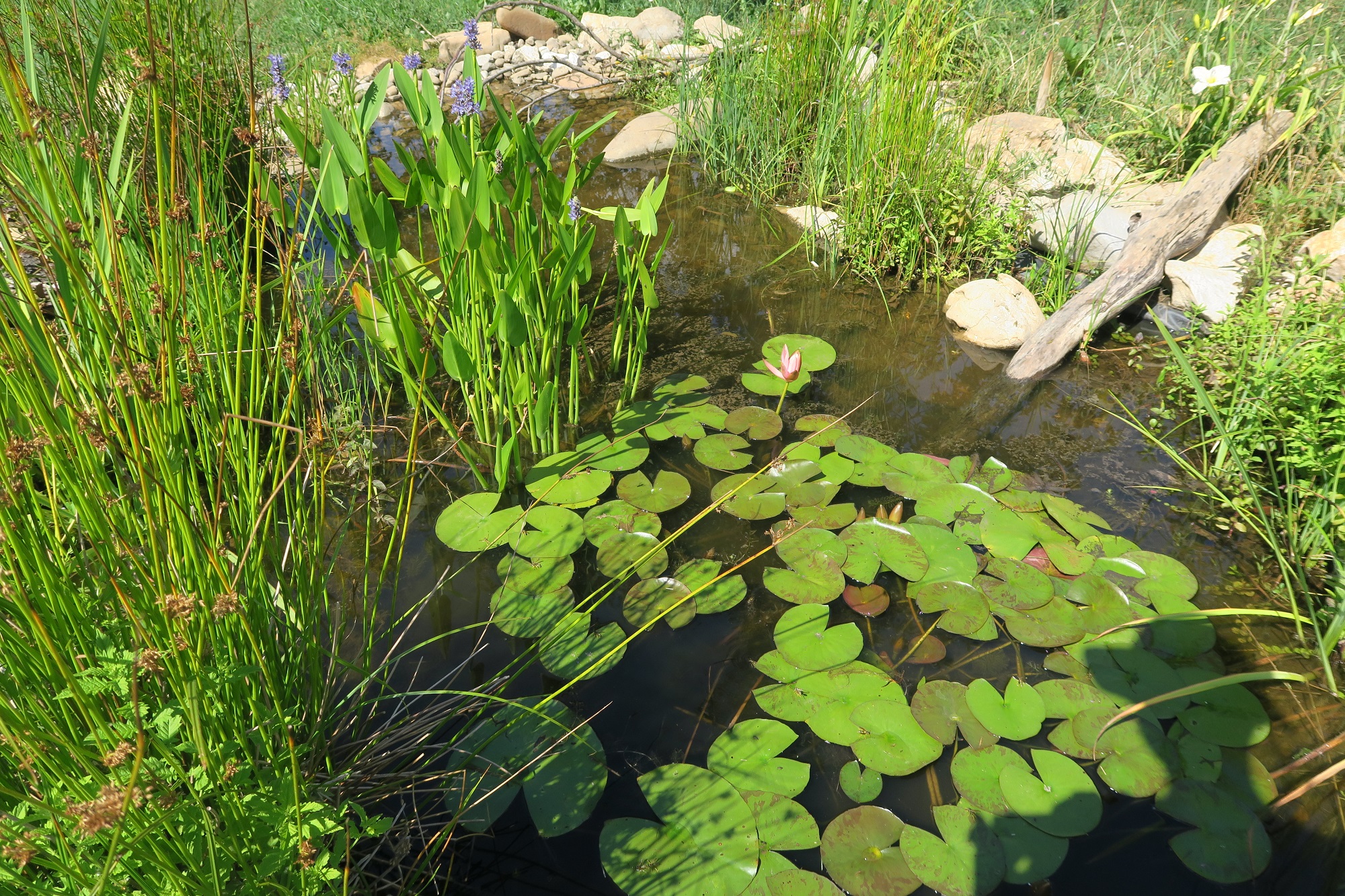Rezultati natečaja »Biodiverziteti najbolj prijazen vrt«