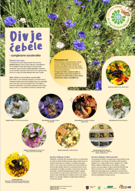Poster about wild bees