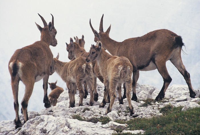 Nova publikacija JZ Triglavskega narodnega parka