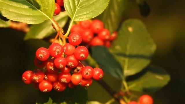 Biodiverziteta v Kozjanskem parku septembra
