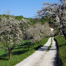 Praznik kozjanskega jabolka in odprtje “Grajske poti Podsreda”
