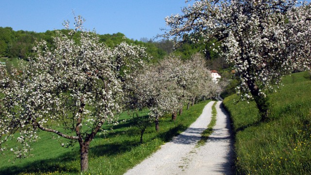 Praznik kozjanskega jabolka in odprtje “Grajske poti Podsreda”