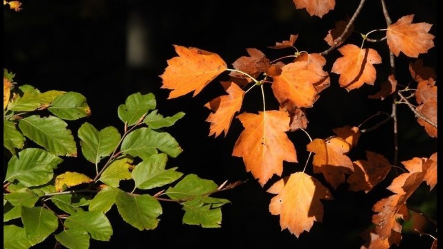 Plakat o naravi Kozjanskega parka za mesec oktober