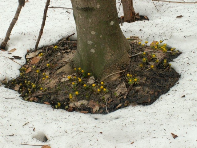 Narava v februarju v Kozjanskem regijskem parku