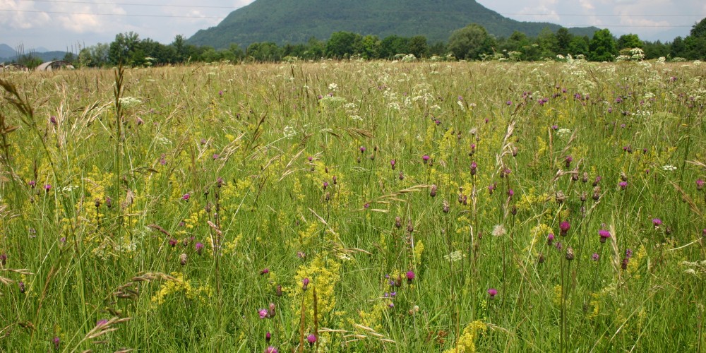 Biodiverziteta suhega travnika na obrobju Ljubljane