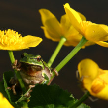 Natečaji projekta LIFE Naturaviva