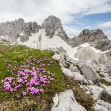 Biotska pestrost v gorah