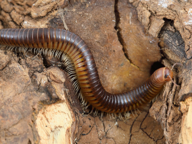 Ohranimo biodiverziteto tal