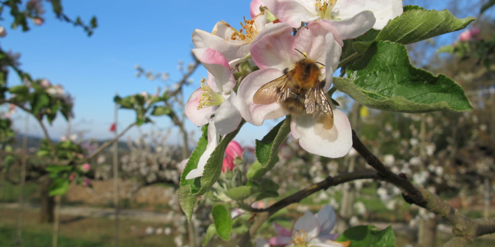 Spoznajmo čmrlje in čebele samotarke