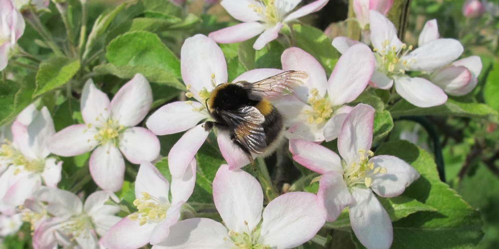 Predavanje o čmrljih in čebelah samotarkah