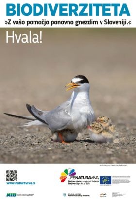 City posters about biodiversity – little tern