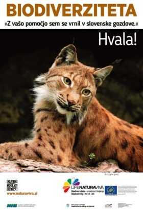 City posters about biodiversity – lynx