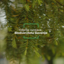Odprtje razstave Biodiverziteta Slovenije