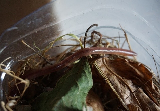 Game – Earthworm breeding ground
