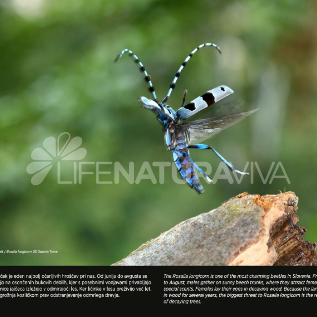 Outdoor exhibition Biodiversity of Slovenia