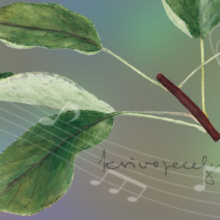 MUSICA VIVA – koncert narave