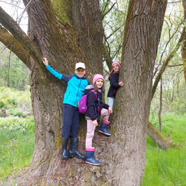 009 Giant tree