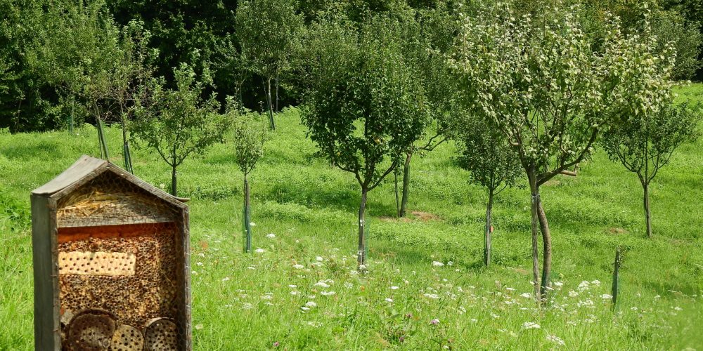 Predavanje o opraševalcih in zeleni infrastrukturi in zasaditev medovitih rastlin