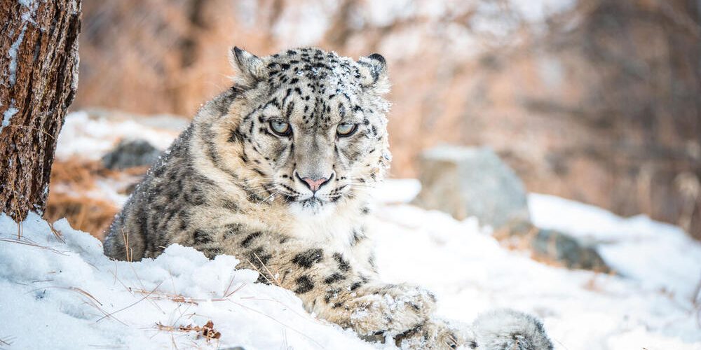 Kino pod zvezdami: SNEŽNI LEOPARD