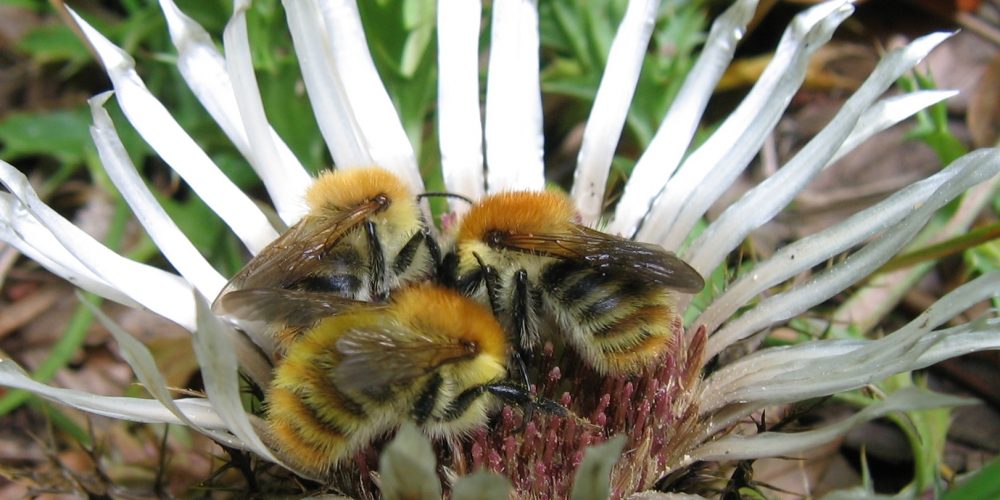 Predavanje: Zasebno življenje divjih čebel