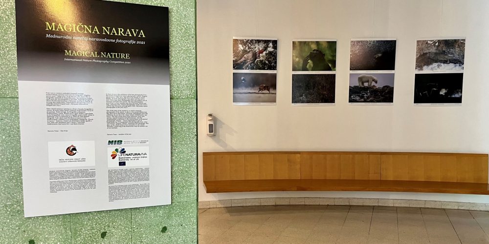 Razstava: Magična narava 2021