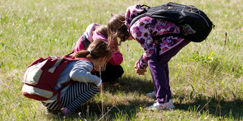 MFAC – Kaj tam cveti? družinski sprehod po travniku z biologinjo