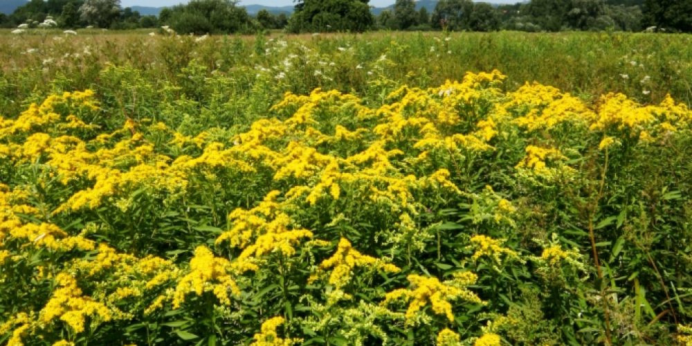 Biodiverziteta v dolini Želimeljščice