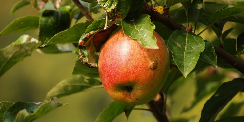 Predstavitev projekta Life Naturaviva