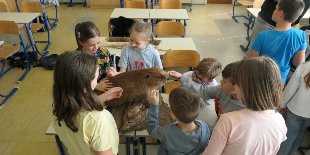 Delavnica o bobru za OŠ Dobova