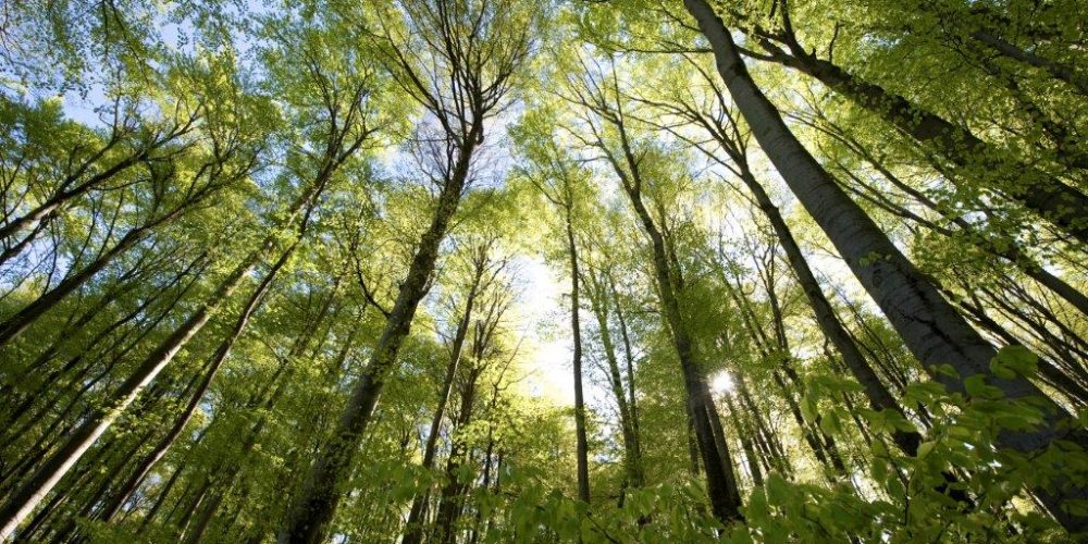 Naravoslovni dan za SEŠ Celje – gozd