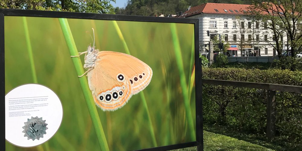 Razstava Barjanka na Krakovskem nasipu v Ljubljani