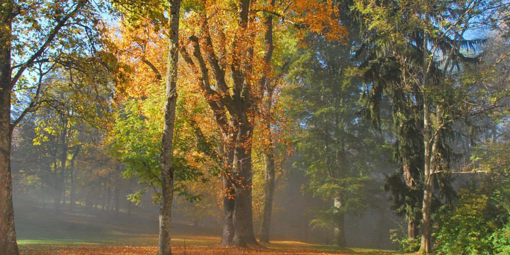 Raziskovanje grajskega parka z učenci OŠ Grad