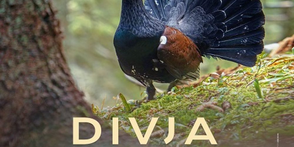 Divja Slovenija v kinu na prostem na gradu Podsreda