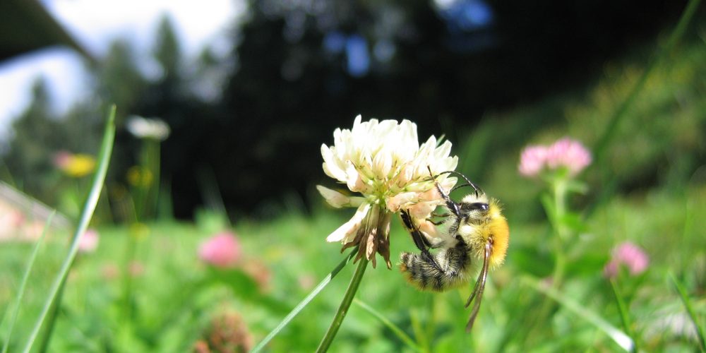 Predavanje o opraševalcih na Študijskem srečanju za srednješolske učiteljice in učitelje biologije