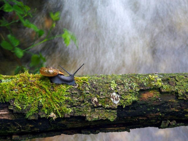 Fotografski natečaj “Biodiverziteta – umetnost življenja” 2020