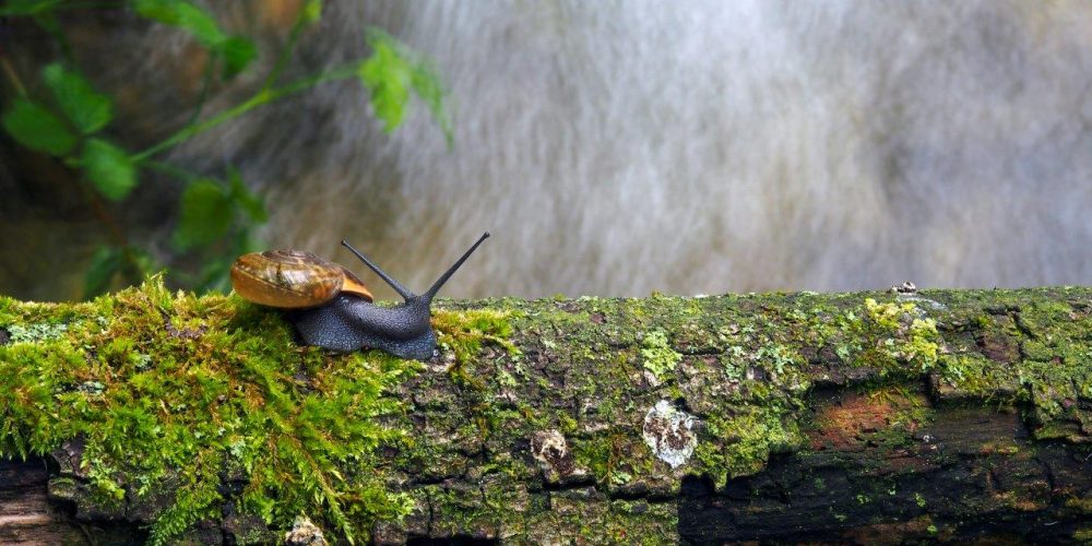 Fotografski natečaj “Biodiverziteta – umetnost življenja” 2020