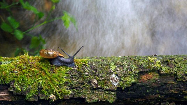 Fotografski natečaj “Biodiverziteta – umetnost življenja” 2020