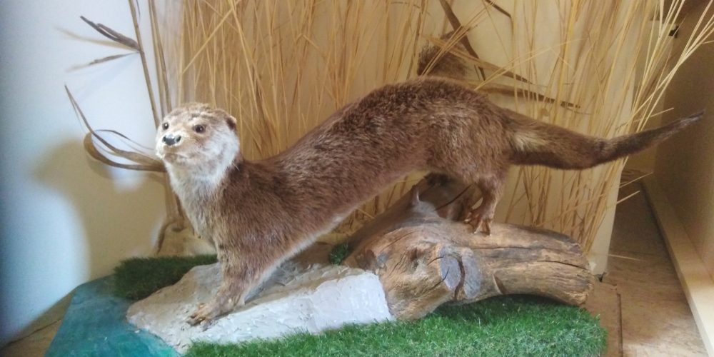 Vodenje po razstavah Narava Goričkega in Invazivne tujerodne vrste