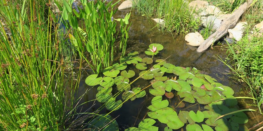 Rezultati natečaja »Biodiverziteti najbolj prijazen vrt«