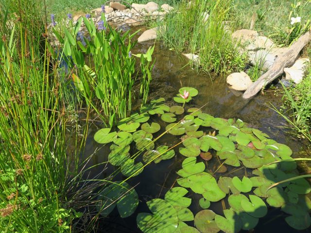 Rezultati natečaja »Biodiverziteti najbolj prijazen vrt«