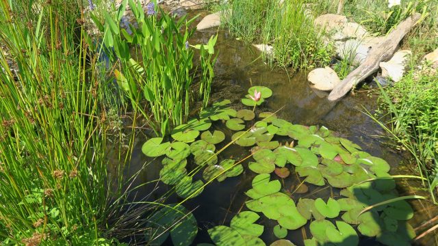 Rezultati natečaja »Biodiverziteti najbolj prijazen vrt«