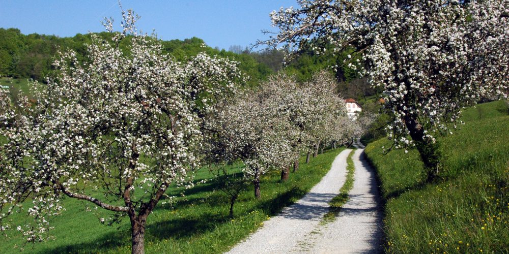 Praznik kozjanskega jabolka in odprtje “Grajske poti Podsreda”