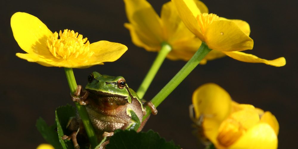 Natečaji projekta LIFE Naturaviva