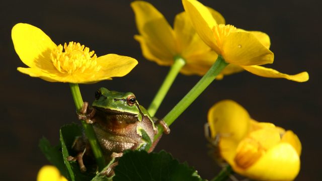 Natečaji projekta LIFE Naturaviva