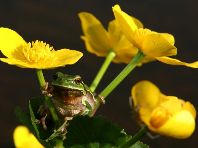 Natečaji projekta LIFE Naturaviva