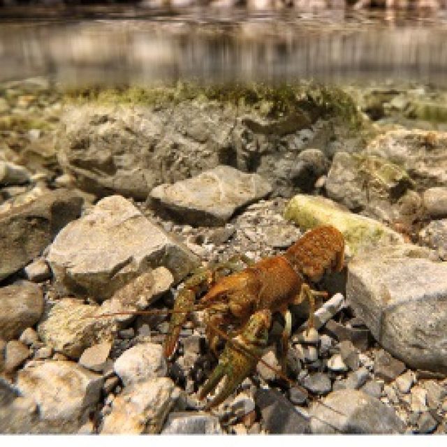 City posters about biodiversity – water