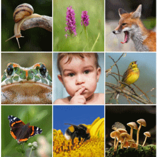 City posters about biodiversity – Slovenia