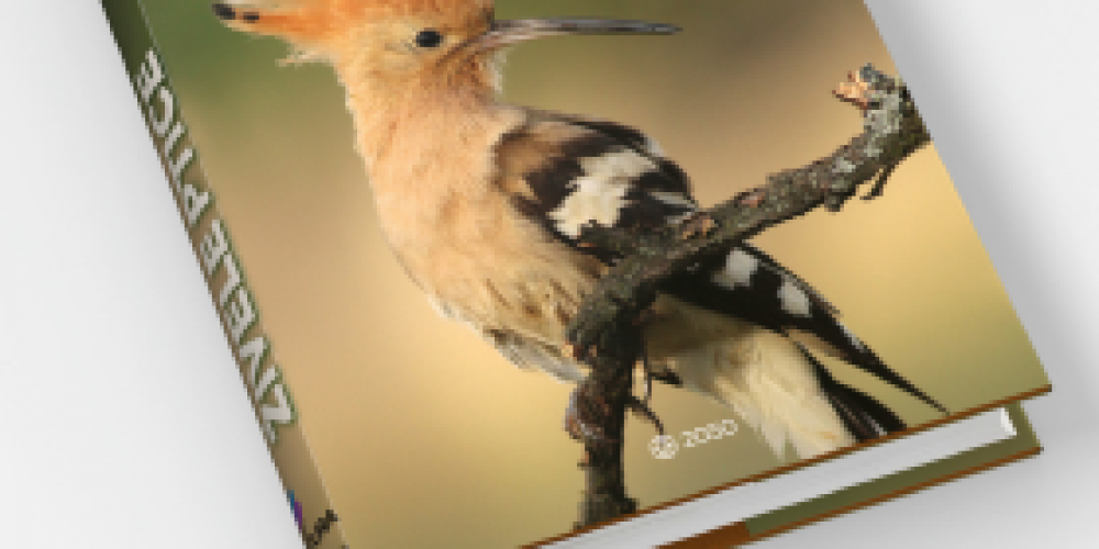 Mestni plakati o ogroženosti biodiverzitete – ptice