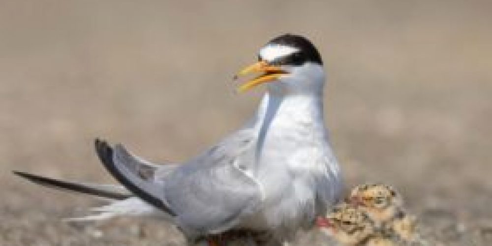 City posters about biodiversity – little tern
